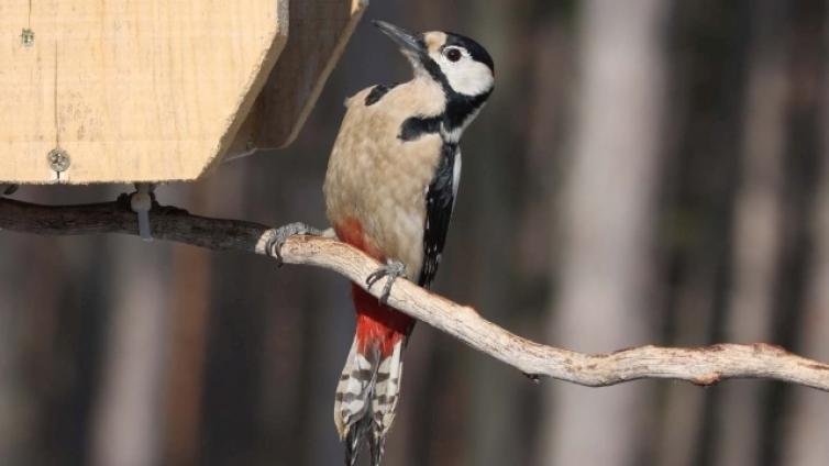 Was machen unsere Vögel im Winter 