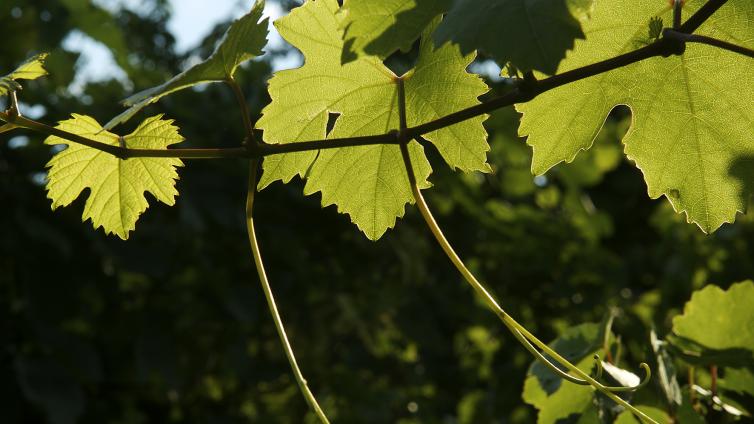 Wasser-Wein-c-Naturpark-Neusiedler-See-FranzKovacs.jpg © Naturpark-Neusiedler-See-FranzKovacs Wasser Wein