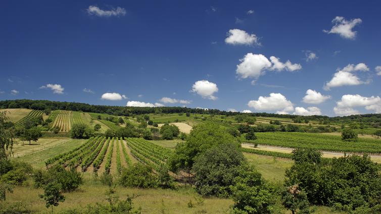 Weinberg-c-Naturpark-Neusiedlersee-FranzKovacs.jpg © Naturpark Neusiedlersee/Franz Kovacs Weinberge im Naturpark Neusiedlersee