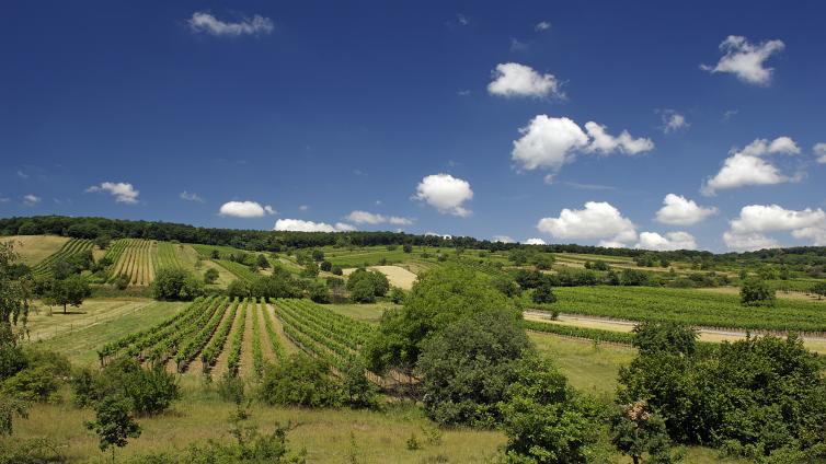 Weinberge im Naturpark Neusiedlersee