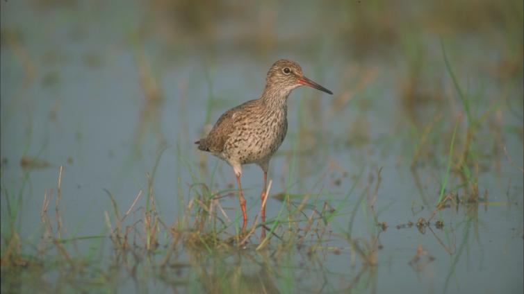 Welche Vögel sind schon da-c-NPNSsee.jpg © NPNSsee Welche Vögel sind schon da