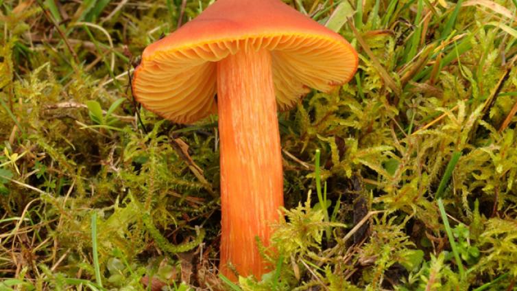 Wiesenpilze-c-M. und G. Friebes.jpg © M. und G. Friebes Wiesenpilze