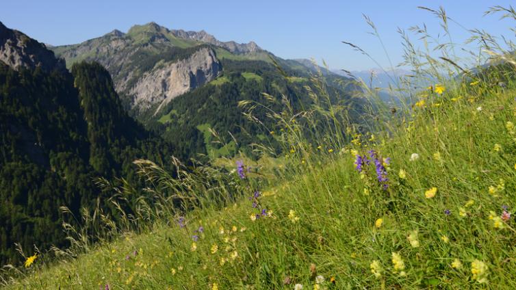 Wiesenvielfalt in Vorarlberg