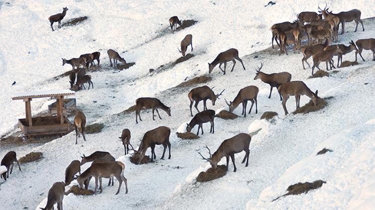 Wildtierbeobachtung bei der Schaufuetterung Habachtal