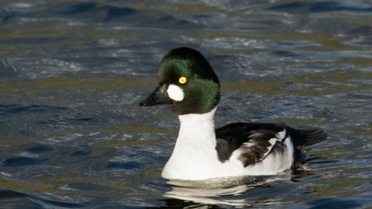 Winterliche Vogelbeobachtung an der Donau