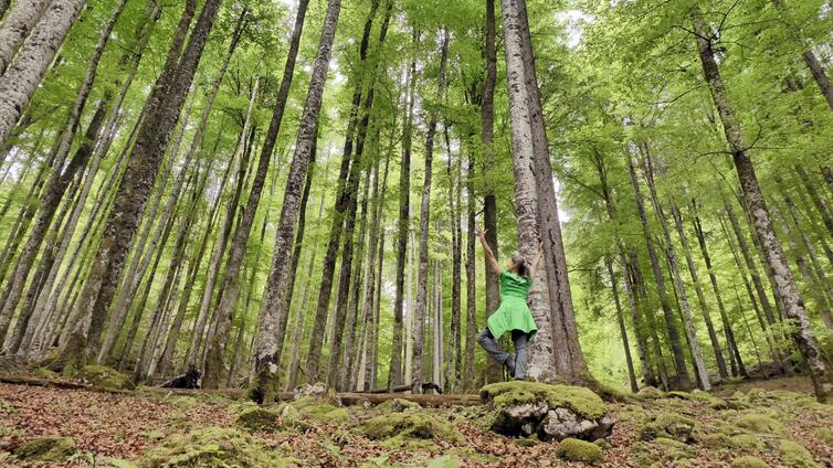 Wald-Yoga - Balance im Buchenwald