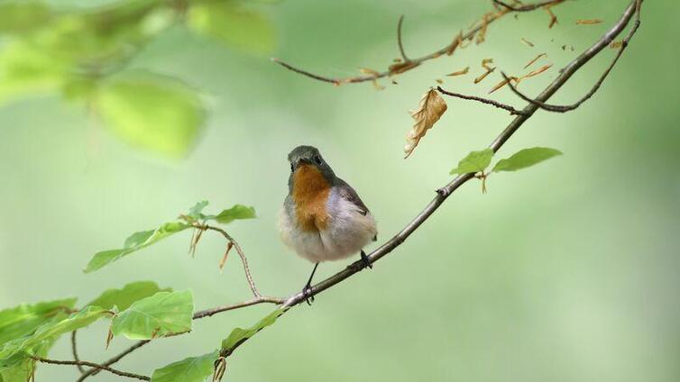 Morgendliche Vogelbeobachtung