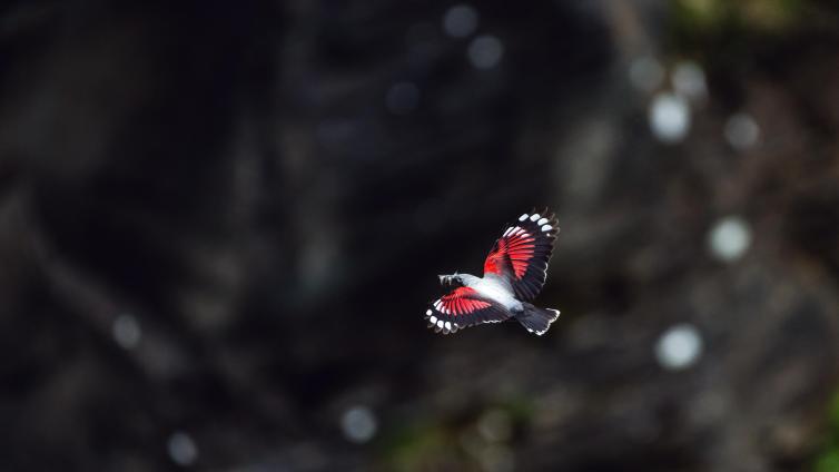 Ausstellung Vogelwelten- Hannah Assil