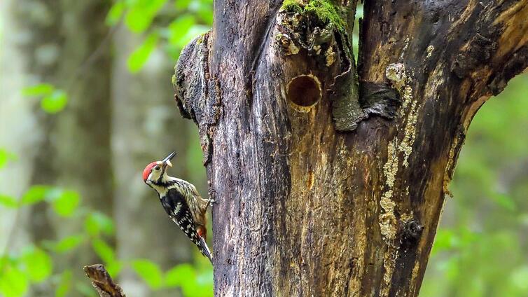 Alm- und Waldsänger im Reichraminger Hintergebirge