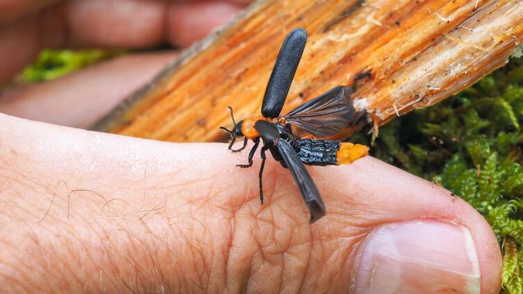 Wildnis im Nationalpark - ein Renaturierungsprozess