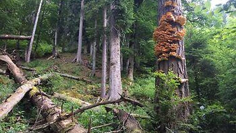Wanderung mit Nationalpark-Direktor Herbert Wölger © Siehe Veranstalter Wanderung mit Nationalpark-Direktor Herbert Wölger