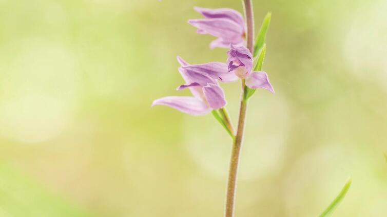 Orchideen - Juwelen der Pflanzenwelt © Siehe Veranstalter Orchideen - Juwelen der Pflanzenwelt