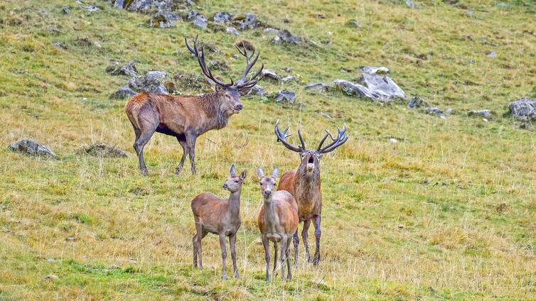 Hirschlos´n - Hirschbrunft im Nationalpark © Siehe Veranstalter Hirschlos´n - Hirschbrunft im Nationalpark