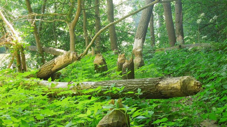 Biberspuren im Fugnitztal