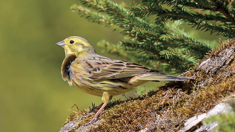 Chorsänger und Solisten - Vogelstimmen Intensivtraining © Siehe Veranstalter Chorsänger und Solisten - Vogelstimmen Intensivtraining