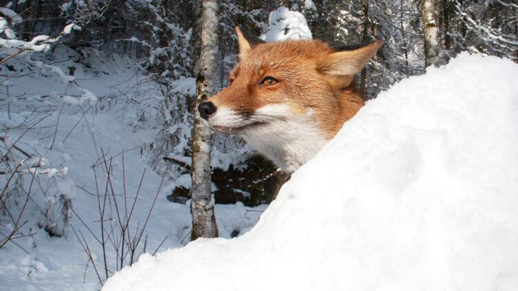 Lebenskünstler im Winterwald © Siehe Veranstalter Lebenskünstler im Winterwald