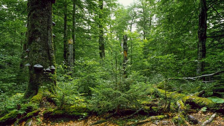 Der Gesäuse-Wald im Klimawandel