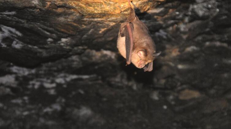 Ein Abend unter Fledermäusen