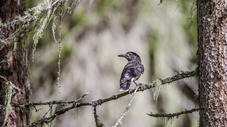 Morgendliche Vogelbeobachtung 2 © Siehe Veranstalter Morgendliche Vogelbeobachtung 2