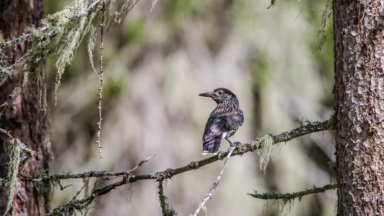 Morgendliche Vogelbeobachtung 2