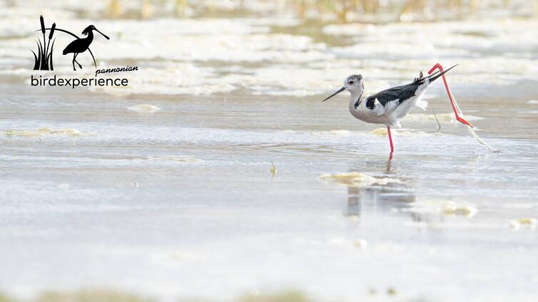 Limikolen und andere Wasservögel
