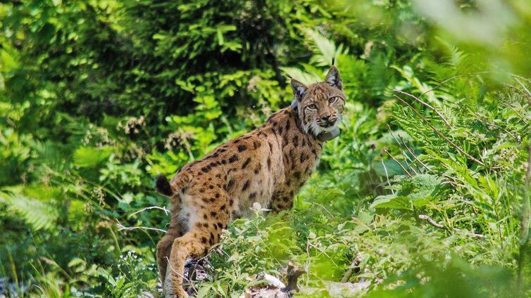 Große Beutegreifer im Nationalpark Kalkalpen