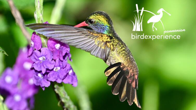 Tukan, Kolibri, Motmot und Co, die Stars der Vogelwelt Costa Ricas