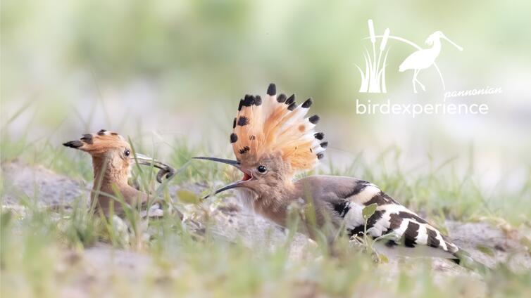Seewinkelpunk - Der Wiedehopf - AUSGEBUCHT