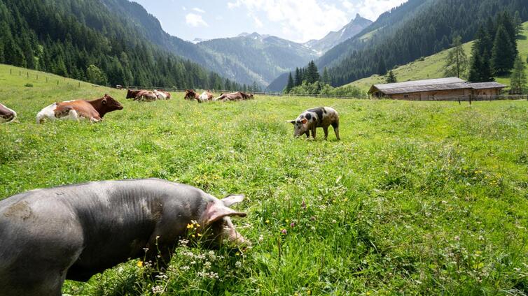 Von der Palfneralm zur Hirzkaralm