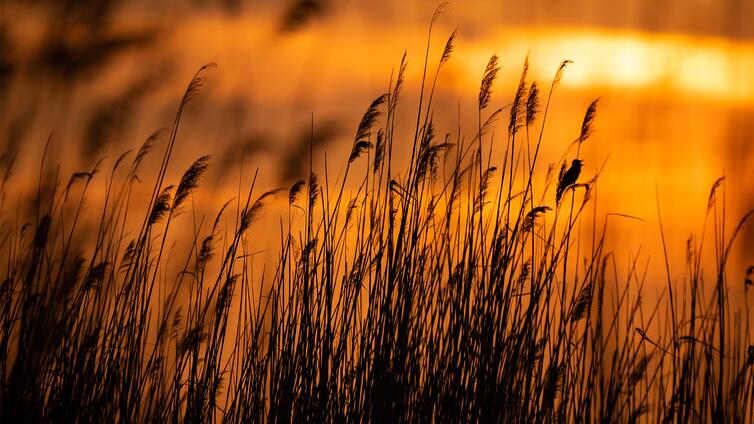 Konzert am frühen Morgen