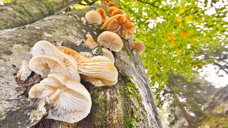 Pilze - Vielfalt im Verborgenen