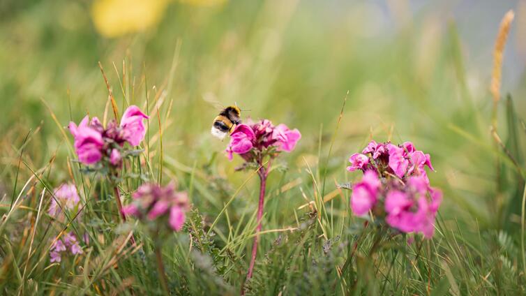 Verbunden Natur erkunden - Artenbestimmung mit dem Smartphone