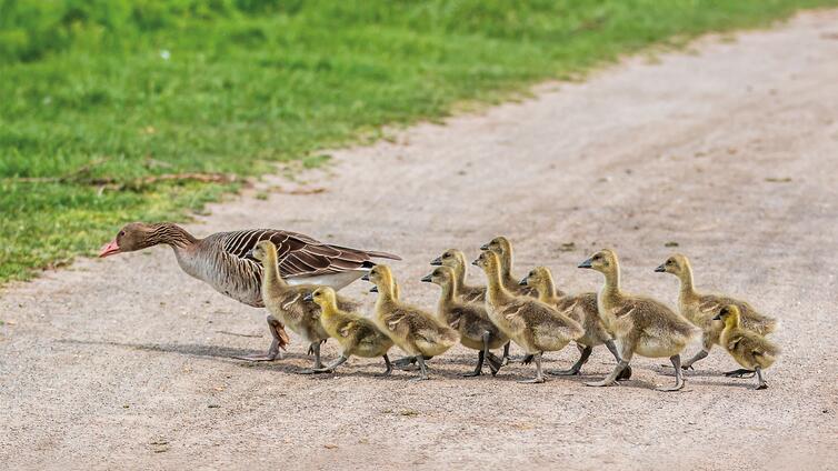 Aus dem Familienleben der Graugans
