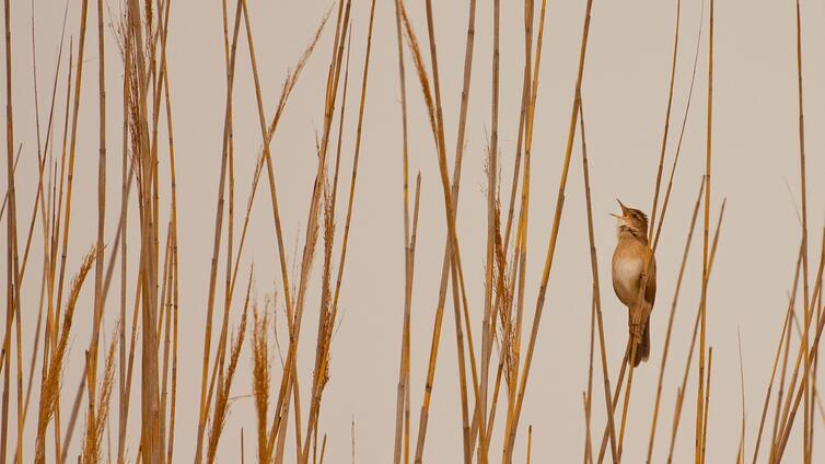 Die Stimmen des Nationalparks