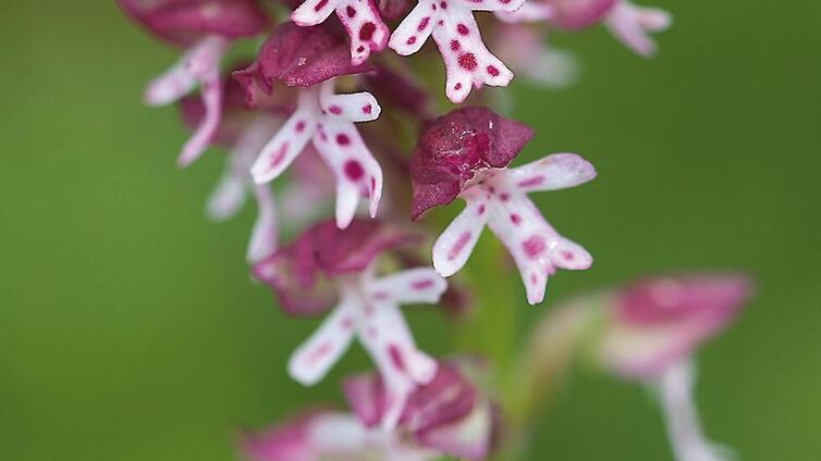 Orchideenwanderung "Hochscheiben" © Siehe Veranstalter Orchideenwanderung "Hochscheiben"