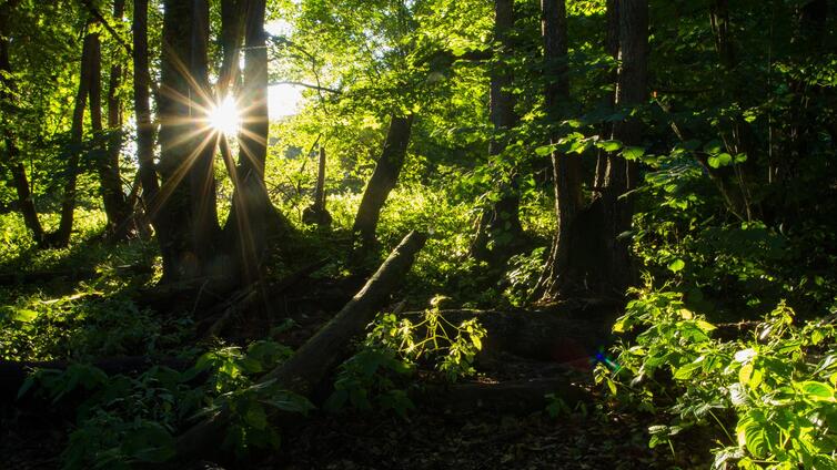 Die Heilkraft des Waldes