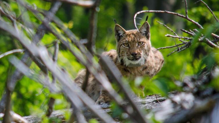 Meister der Tarnung - Luchse im Nationalpark Kalkalpen © Siehe Veranstalter Meister der Tarnung - Luchse im Nationalpark Kalkalpen
