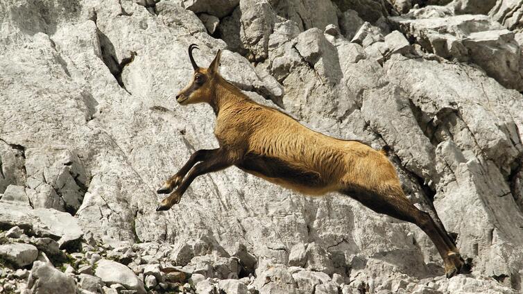 Gamsbrunft © Siehe Veranstalter Gamsbrunft