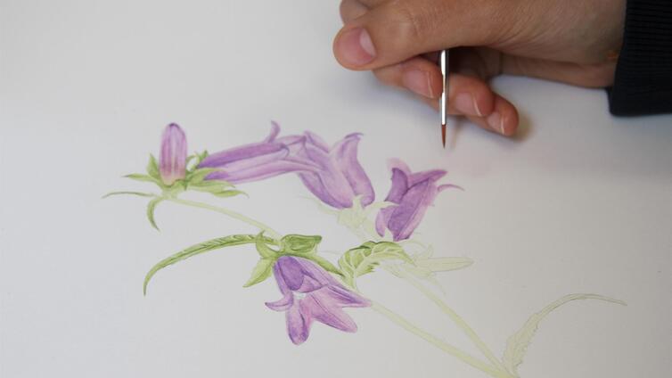 Botanische Illustration im Nationalpark Gesäuse