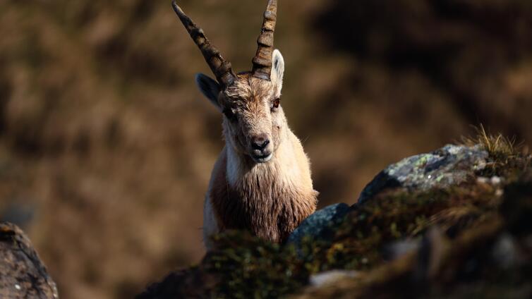 Fotowalk: Auf den Spuren alpiner Wildtiere