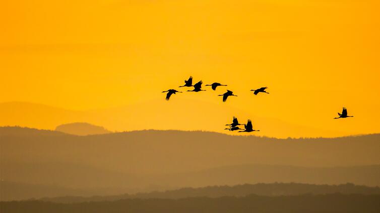 Kraniche & Gänse: Vorboten des Winters