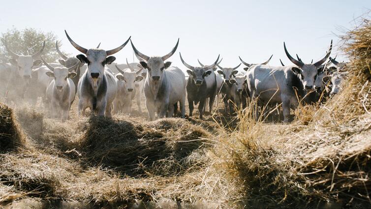 Graurind, Wasserbüffel & Co - Weidetiere im Naturschutzeinsatz - Fahrradtour