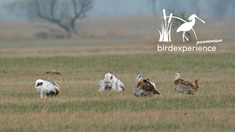 Die Großtrappe im österreichischen Hanság