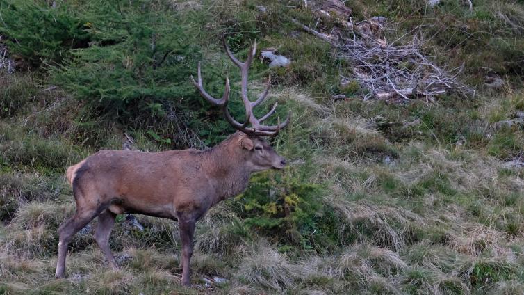 Herbst - Nature Watch von oben - Oberhaus