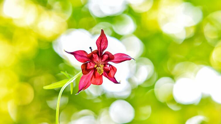 Orchideen und andere Frühlingsblüher