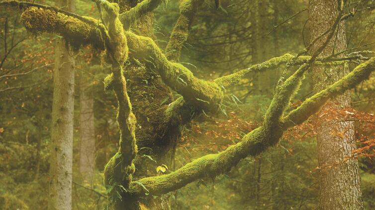 Fotokurs - Wilde Wälder - mit Matthias Schickhofer - Herbst