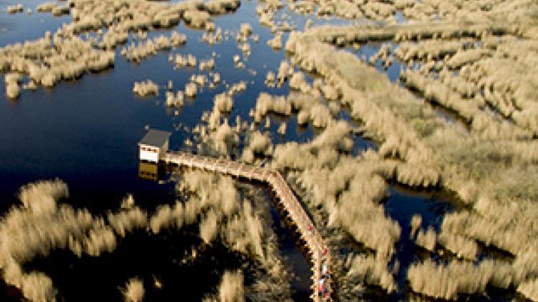 Wildnis voller Leben: der Schilfgürtel des Neusiedler Sees © Siehe Veranstalter Wildnis voller Leben: der Schilfgürtel des Neusiedler Sees