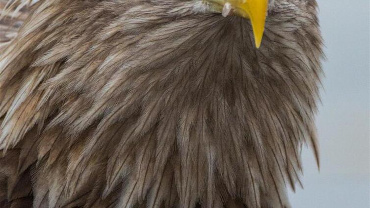 Der König der Lüfte