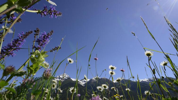 So schmeckt die Natur-die geheime Welt der Kräuter