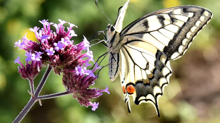 Grenzüberschreitende Fotorallye